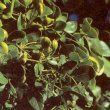 Guaiacum officinale - Гваяковое дерево